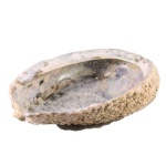 Abalone schelp, medium 11-14cm. 